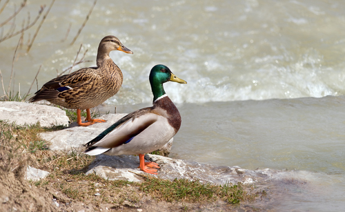 Reference photograph of Anas platyrhynchos