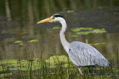 Reference photograph of Ardea cinerea