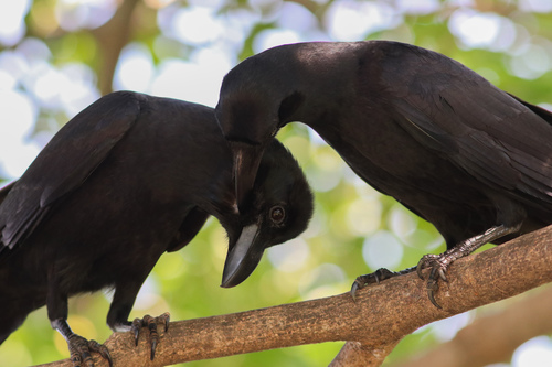Reference photograph of Corvus macrorhynchos