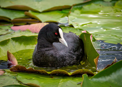 Reference photograph of Fulica atra