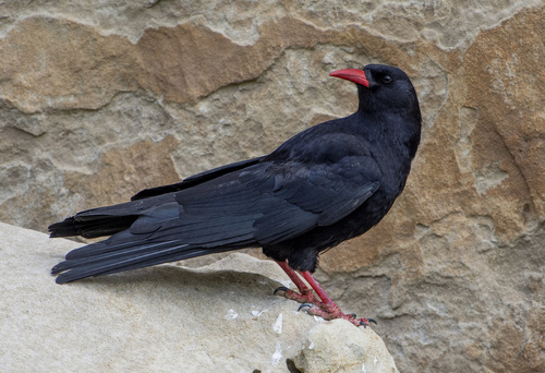 Reference photograph of Pyrrhocorax pyrrhocorax